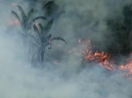 Pasividad en Brasil mientras madereros destruyen la selva de una tribu