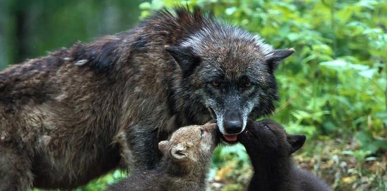 Ecologistas y ganaderos debaten en Llanes sobre el lobo y la agricultura sostenible