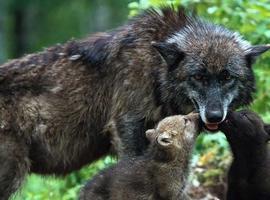 Ecologistas y ganaderos debaten en Llanes sobre el lobo y la agricultura sostenible