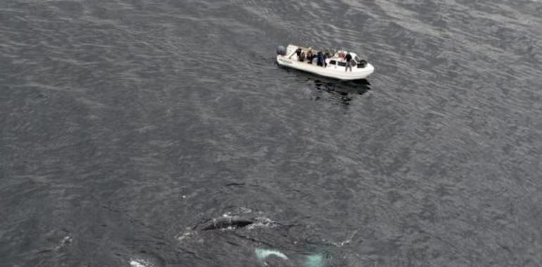 Chile pide ayuda para aclarar la muerte de cientos de ballenas en Patagonia