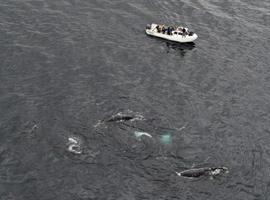 Chile pide ayuda para aclarar la muerte de cientos de ballenas en Patagonia