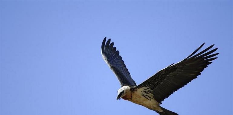 La ong SEO/BirdLife pide que se reanude el abandono de reses muertas en comederos para buitres