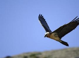 La ong SEO/BirdLife pide que se reanude el abandono de reses muertas en comederos para buitres