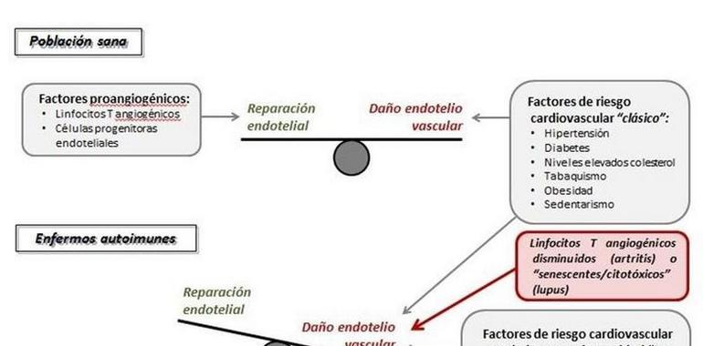 Investigadores de #UniOvi detectan qué linfocitos generan daño cardiovascular unidos a otras enfermedades