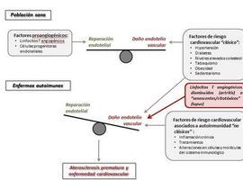 Investigadores de #UniOvi detectan qué linfocitos generan daño cardiovascular unidos a otras enfermedades