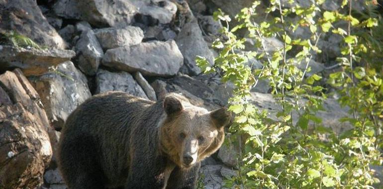 Más de 100.000 árboles para salvar el habitat del Oso Pardo