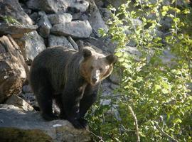 Más de 100.000 árboles para salvar el habitat del Oso Pardo