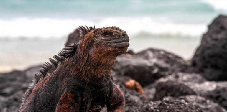 La misión científica de la National Geographic excava en las Galápagos de Darwin