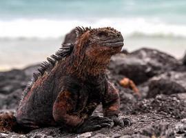 La misión científica de la National Geographic excava en las Galápagos de Darwin