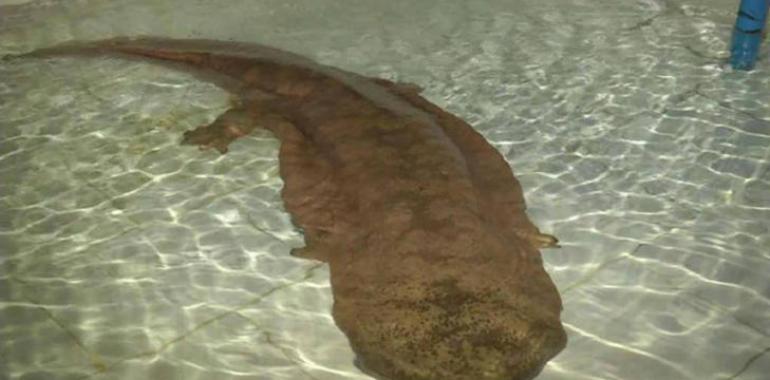 Descubren una salamandra gigante viva de más de 200 años 