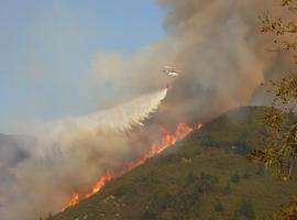 C. Ecoloxista pide que se acote al pastoreo toda la superficie incendiada