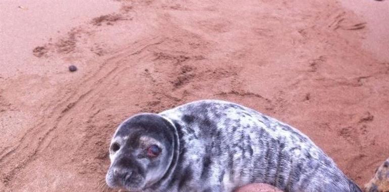 Rescatada otra cría de foca herida en la costa asturiana