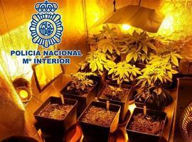 La Policía desmantela en Gijón una banda con la mayor plantación de marihuana de Asturias