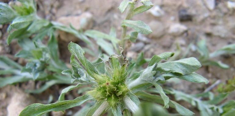 Identifican una nueva especie de planta en la Península Ibérica y Marruecos