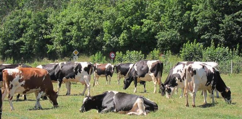 IU exige a Consejería readmitir a los veterinarios despedidos por #Tragsa