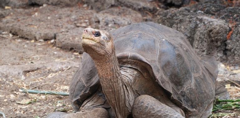 La selección natural podría ‘resucitar’ a George, el solitario 