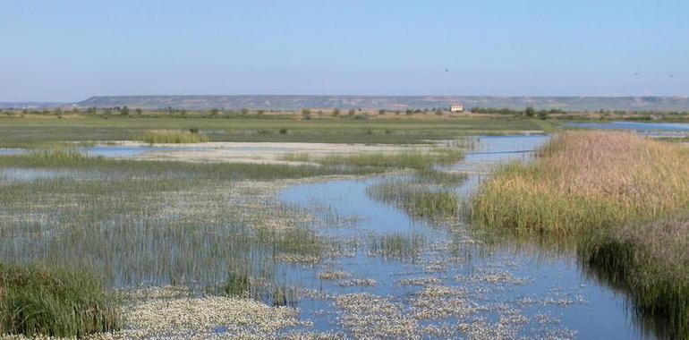 La Laguna de la Nava se incorporará a la Ruta Europea de las Aves