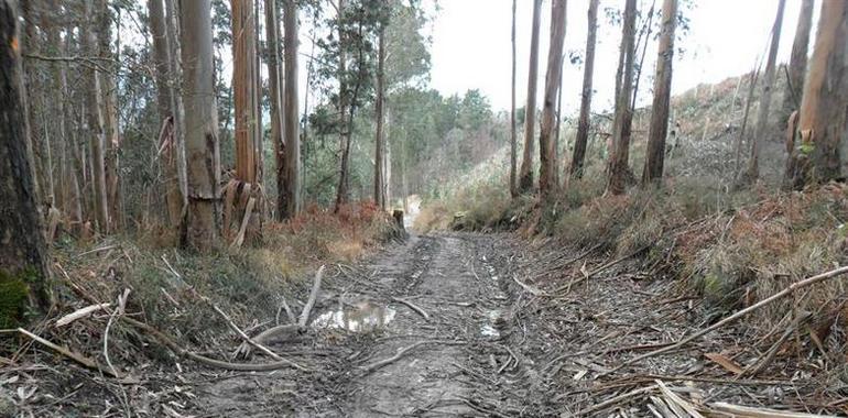 Obras de mejora del camino de Llaceras, en Sierra Plana de La Borbolla