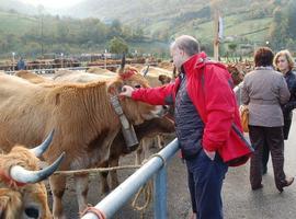 El PP pide que Asturias asuma los veterinarios despedidos por #Tragsa 