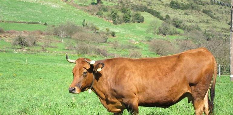 La IGP Ternera Asturiana vendió más de 6 toneladas de carnes en 2015