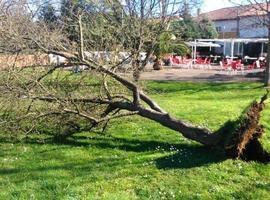 Alerta amarilla por vientos de 90 kilómetros en Asturias