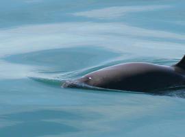 La ‘cocaína del mar’ acaba con los últimos ejemplares de vaquita 