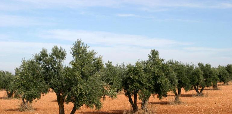 Los olivos son capaces de regular la cantidad de luz que reciben sus hojas