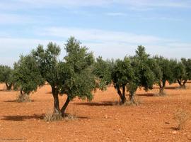 Los olivos son capaces de regular la cantidad de luz que reciben sus hojas