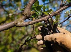 Llanes ofrece un curso sobre la poda y manejo de árboles frutales