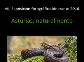 Los fotógrafos de naturaleza, Afonas, exponen en Grado "Asturias, naturalmente"