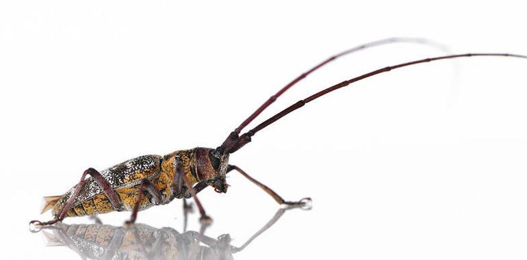 Un hongo podría controlar al insecto que marchita los pinos