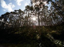 La reforestación con especies comerciales precipita el calentamiento global