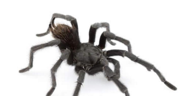 Una nueva tarántula será la especie  Johnny Cash