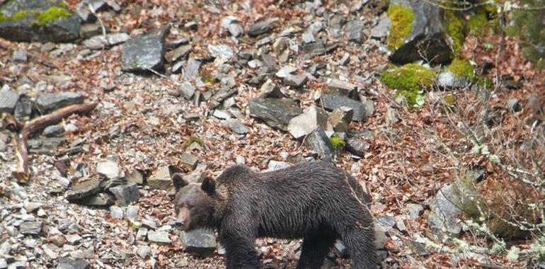 Proteger al oso pardo no es incompatible con la caza, según ONC y Fundación Oso Pardo