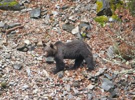 Proteger al oso pardo no es incompatible con la caza, según ONC y Fundación Oso Pardo