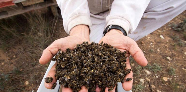 Envenenamientos masivos de abejas en Valencia, Murcia y Andalucía