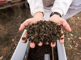 Envenenamientos masivos de abejas en Valencia, Murcia y Andalucía