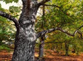 Somos Mieres organiza una charla abierta sobre recursos forestales