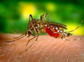 España tiene 27 casos de infectados con virus zika, todos importados