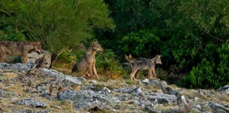 El CSIC participa en el desarrollo de una nueva metodología para calcular los grupos reproductores de lobo