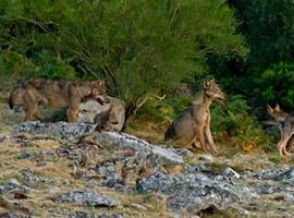 El CSIC participa en el desarrollo de una nueva metodología para calcular los grupos reproductores de lobo