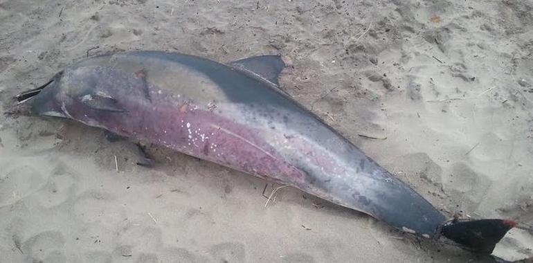 Culpan a negligencia de la Administración las muertes de delfines en Asturias