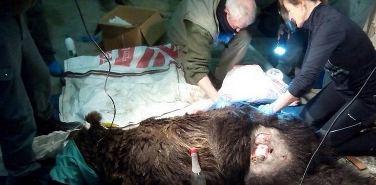 Fapas advierte de la muerte de un gran oso en Quirós 