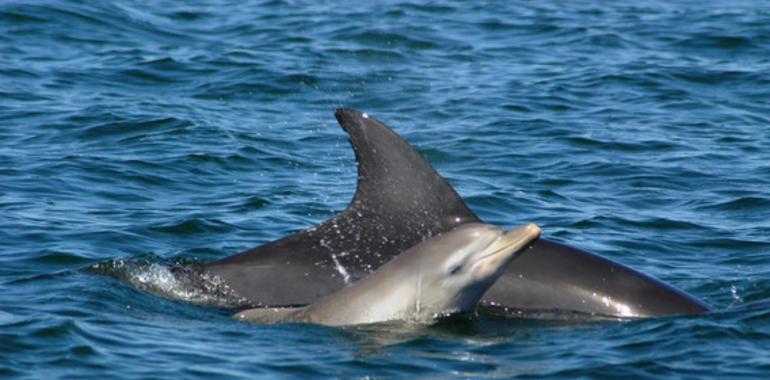 Las delfinas mantienen ‘guarderías’ para proteger a sus crías