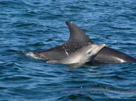 Las delfinas mantienen ‘guarderías’ para proteger a sus crías