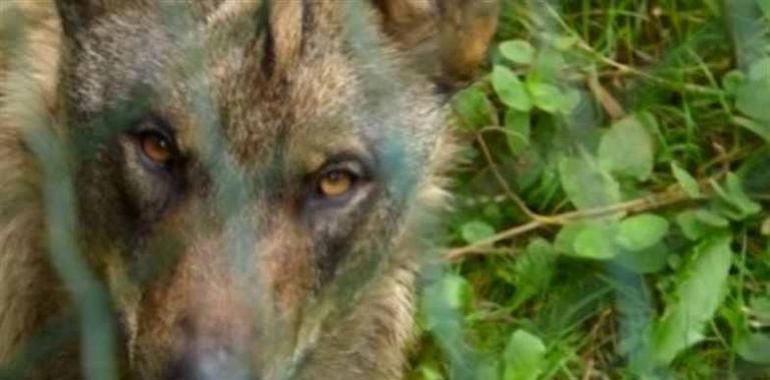 Seis lobos abatidos en Asturias desde enero en el plan de gestión