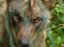 Seis lobos abatidos en Asturias desde enero en el plan de gestión