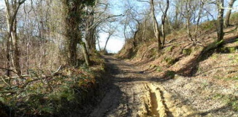 Llanes sancionará a quienes usen caminos públicos para saca de madera sin autorización