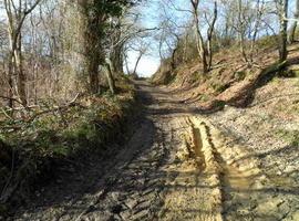 Llanes sancionará a quienes usen caminos públicos para saca de madera sin autorización