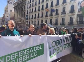 Miles de personas exigen en Madrid #LoboProtegidoYA